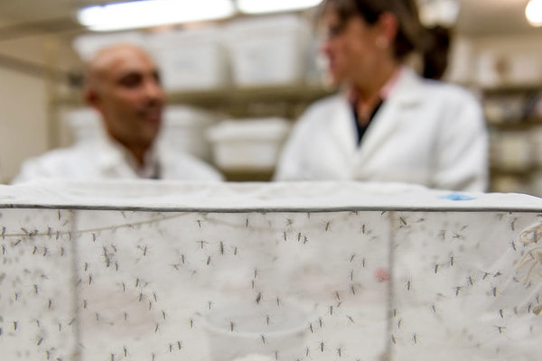 Researchers standing by mosquito net