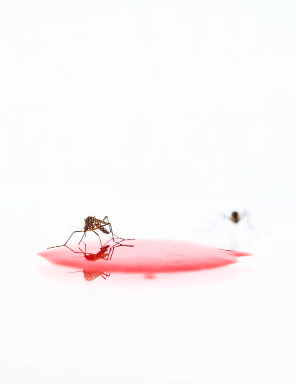 Mosquito in blood puddle